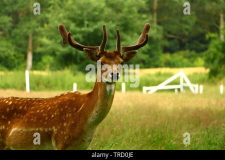 Parken-systeme Hirsch im Münsterland Stockfoto
