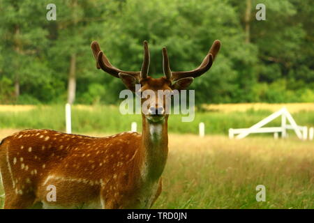 Parken-systeme Hirsch im Münsterland Stockfoto