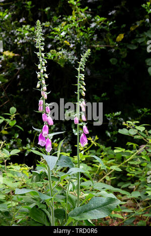 Fingerhut (Digitalis purpurea) wächst wild in der Landschaft Stockfoto