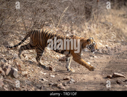 Bengalen Tiger - Tigress Noor T-39 Stockfoto