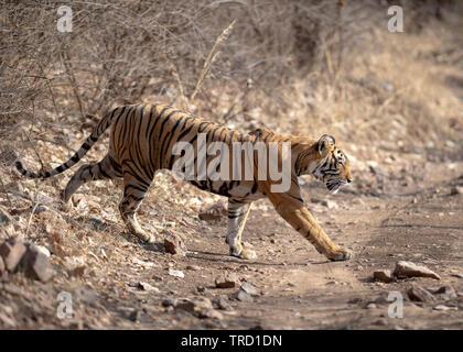 Bengalen Tiger - Tigress Noor T-39 Stockfoto