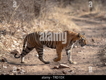 Bengalen Tiger - Tigress Noor T-39 Stockfoto