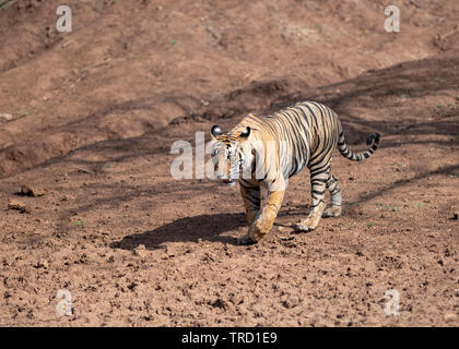 Bengaler Tiger - Tigress Sultana T-107 Stockfoto