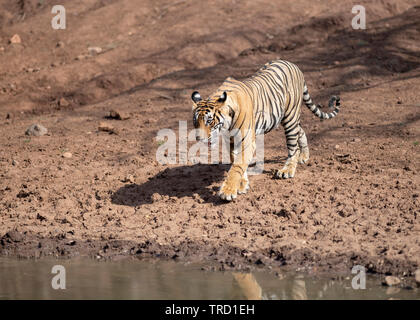 Bengaler Tiger - Tigress Sultana T-107 Stockfoto