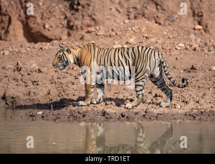 Bengaler Tiger - Tigress Sultana T-107 Stockfoto