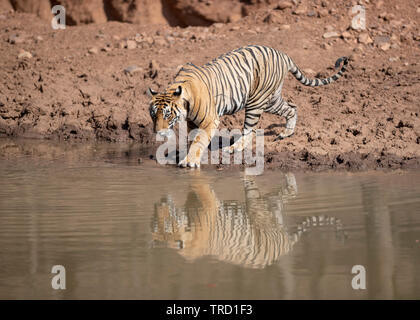 Bengaler Tiger - Tigress Sultana T-107 Stockfoto