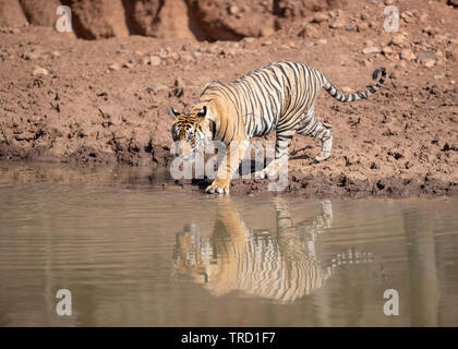 Bengaler Tiger - Tigress Sultana T-107 Stockfoto