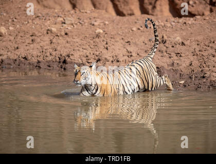 Bengaler Tiger - Tigress Sultana T-107 Stockfoto