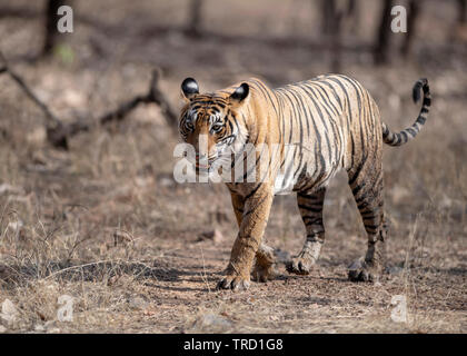 Bengaler Tiger - Tigress Sultana T-107 Stockfoto