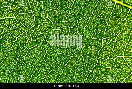 Nahaufnahme von einem grünen Blatt mit Struktur Stockfoto