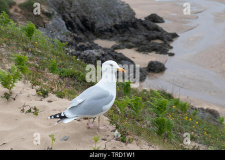 Europäische Silbermöwe (Larus argentatus) auf der Klippe mit Blick auf den Sandstrand an der Broad Haven in Pembrokeshire, Wales, Großbritannien Stockfoto
