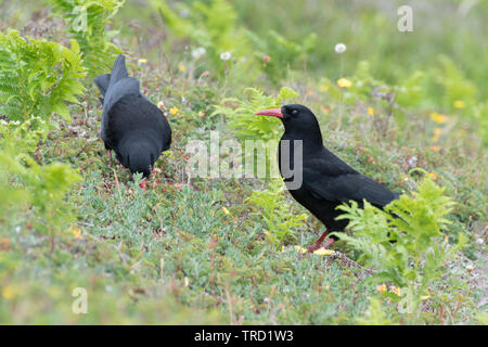 Paar choughs (Pyrrhocorax pyrrhocorax), Red-billed Vögel in die Krähe Familie, Fütterung auf die Klippen an der Küste von Pembrokeshire in Wales im Juni Stockfoto