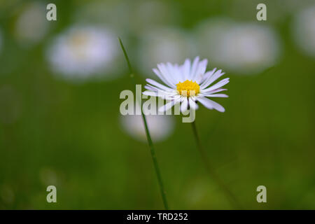Blühende daisy im grünen Rasen, Unkraut- oder schöne Blume, Nahaufnahme, geschossen mit Kopie Raum, ausgewählte konzentrieren und sehr enge Tiefenschärfe Stockfoto