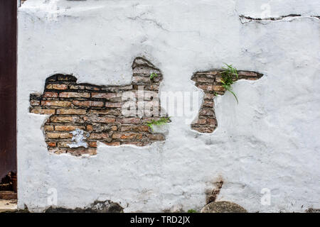 Alte Weiße platered outdoor Wand mit freiliegendem Mauerwerk und wachsende Unkraut. Stockfoto