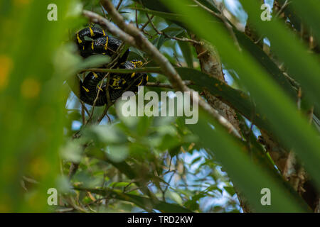 Boiga dendrophila, Mangrove Schlange oder gold-beringte cat Schlange zusammengerollt hoch oben in einem Mangrove Tree. Malaysia, Asien. Stockfoto