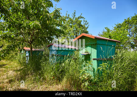 Alte hölzerne Bienenstöcke in einem ländlichen Garten. Stockfoto