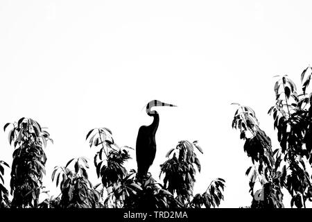 Silhouette von heron Vogel mit Kurvenförmige verbogene Hals Stockfoto
