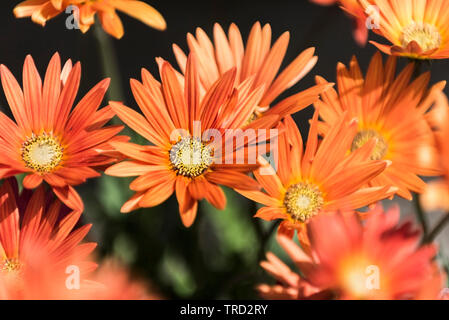 Arctotis x hybrida Hort. "Flamme". Stockfoto