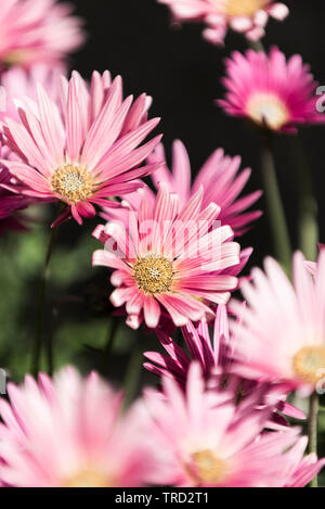 Arctotis x hybrida 'Wein' African Daisy. Stockfoto