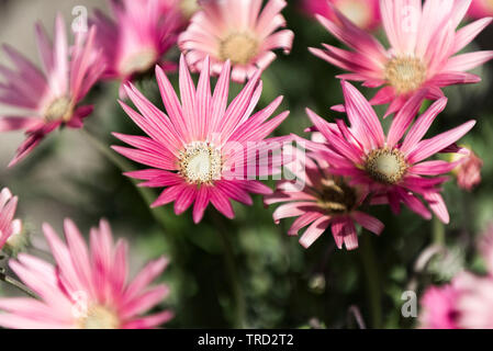 Arctotis x hybrida 'Wein' African Daisy. Stockfoto