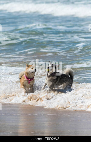 Zwei Hunde spielen mit einem Ball im Meer bei Fistral in Newquay in Cornwall. Stockfoto
