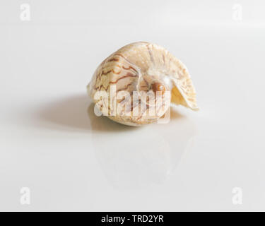 Leere Hülle eines edlen Strömungsring (Cymbiola nobilis) vor weißem Hintergrund - eine Seeschnecke beheimatet in Südostasien Stockfoto