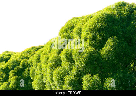 Crack Weide (Salix fragilis) Baumkronen gegen den weißen Hintergrund. Stockfoto