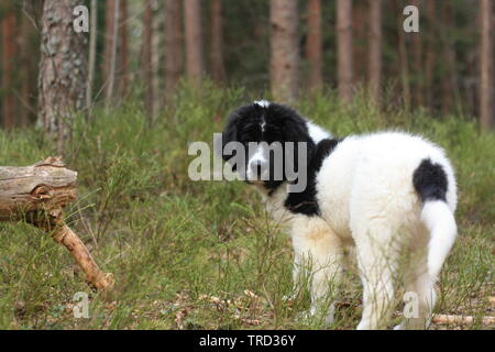 Landseer Welpenthund im Wald beim Betrachter Stockfoto