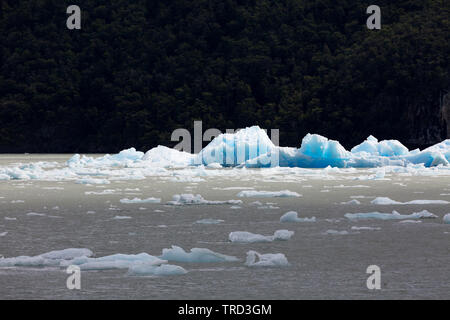 Eisberge im Lago Grey, Chile Stockfoto