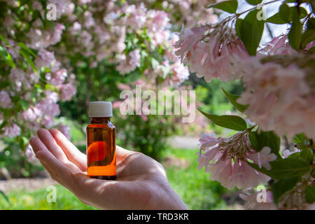 Wesentliche Kräuter, Öl und Kamillenblüten. Kamille - natürliche Heilung Öl. Stockfoto