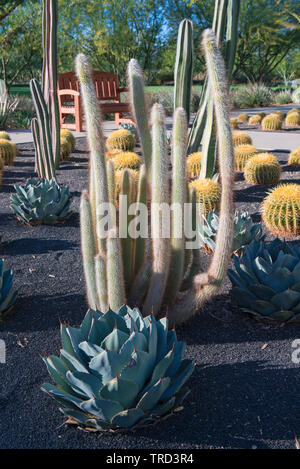 Agave und Silber Torch Kaktus in Sunnylands Center & Gärten, Rancho Mirage, Kalifornien. Stockfoto