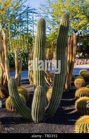 Organ Pipe Cactus in Sunnylands Center & Gärten, Rancho Mirage, Kalifornien. Stockfoto