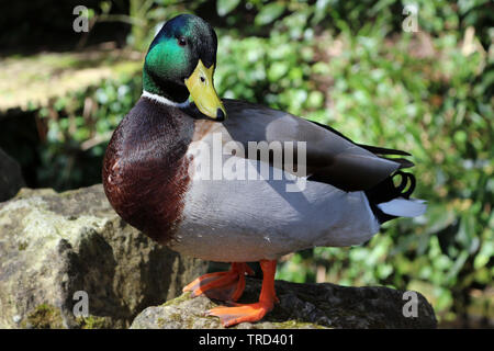 Eine männliche Stockente stehen auf einer Wand in die Kamera schaut Stockfoto