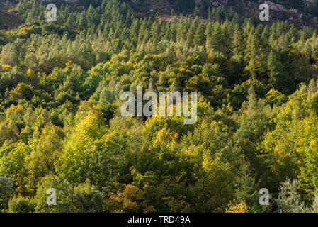Herbst Farben in den Französischen Alpen, Chamonix, Französische Alpen, Savoyen, Frankreich Stockfoto
