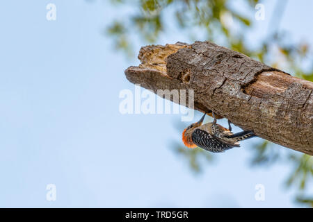 Red bellied Woodpecker arbeiten auf einem toten Eiche. Stockfoto