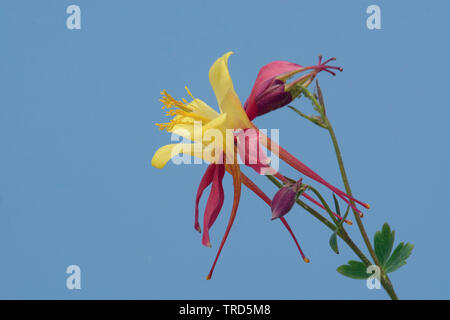 Gelb und Violett columbine Blume in voller Blüte vor blauem Hintergrund Stockfoto