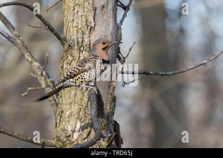 Northern Flicker (Colaptes auratus) im Nest Stockfoto