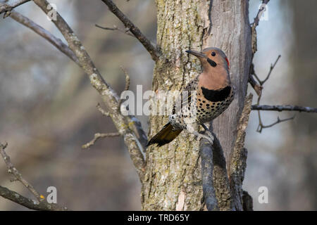 Northern Flicker (Colaptes auratus) im Nest Stockfoto