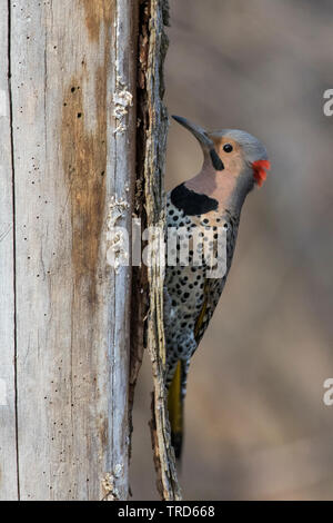 Northern Flicker (Colaptes auratus) im Nest Stockfoto