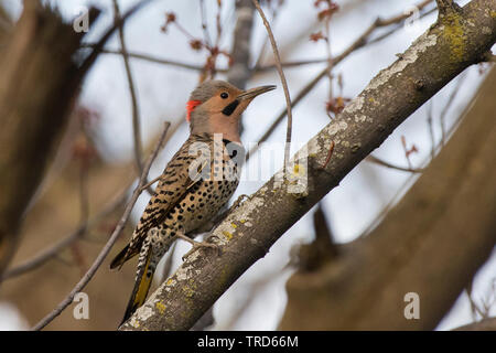 Northern Flicker (Colaptes auratus) im Nest Stockfoto