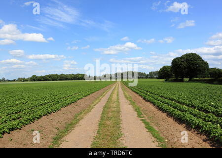 Malerische Yorkshire Ackerland mit jungen Kartoffeln und schöne Bäume durch einen Feldweg Feldweg im Sommer Stockfoto