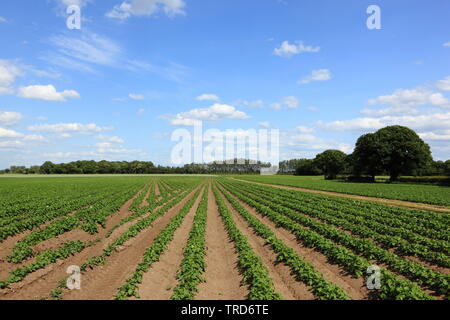 Gemusterten Bereichen junge Kartoffeln mit schönen Bäumen im malerischen Yorkshire Landschaft im Sommer Stockfoto