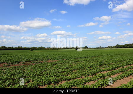 Sommer Landschaft mit Kartoffeln und schöne Bäume in ländlichen Yorkshire Stockfoto