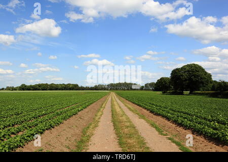 Schöne Bäume und jungen Kartoffeln unter einem blauen Himmel mit flauschigen weissen Wolken im Sommer Stockfoto