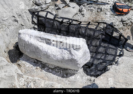 Versteinerte Oberschenkelknochen eines Duck-billed Dinosaurier (Hadrosaur), in einem geschützten Gips Jacke bereit für den Transport zum Tyrrell Museum, Kanada gewickelt Stockfoto