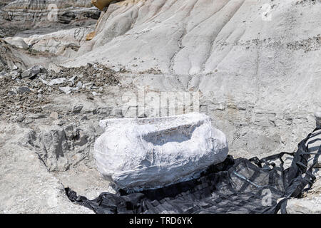 Versteinerte Oberschenkelknochen eines Duck-billed Dinosaurier (Hadrosaur), in einem geschützten Gips Jacke bereit für den Transport zum Tyrrell Museum, Kanada gewickelt Stockfoto