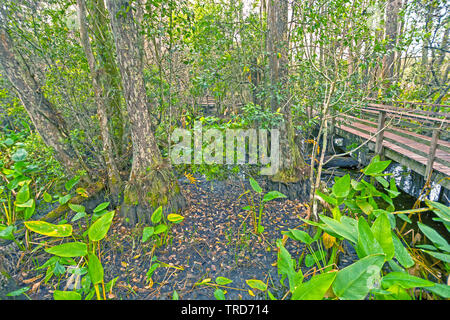 Boardwalk durch Corkscrew Swamp in Florida Stockfoto