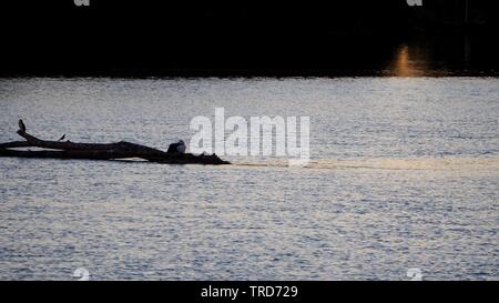 Pelikane und Freunde auf einem Baumstamm im Fluss Stockfoto