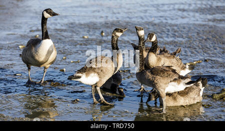 Kanada Gans Eltern wacht über die Jungen. Stockfoto