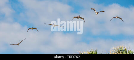 Braune Pelikane (Pelecanus occidentalis) im Flug über Florida Beach. (USA) Stockfoto